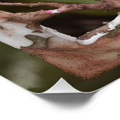 POSTER FESTIVAL DE SPLASH (Coin)