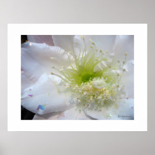 Poster Festive White Cactus