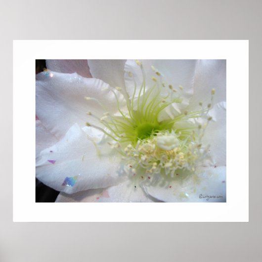 Poster Festive White Cactus (Devant)
