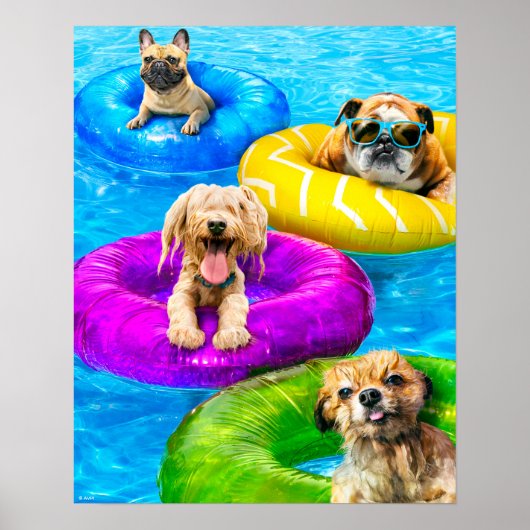 Poster Fête de chien dans la piscine (Devant)