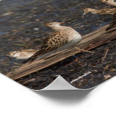 Poster Fête des Baird & Pectoraux Sandpipers à la plage (Coin)