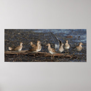 Poster Fête des Baird & Pectoraux Sandpipers à la plage