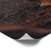 Poster Feu de camp, lanterne, chef des pattes (Coin)