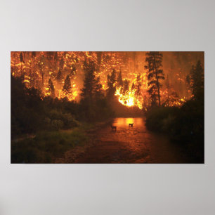 Poster Feu de forêt - Cerf