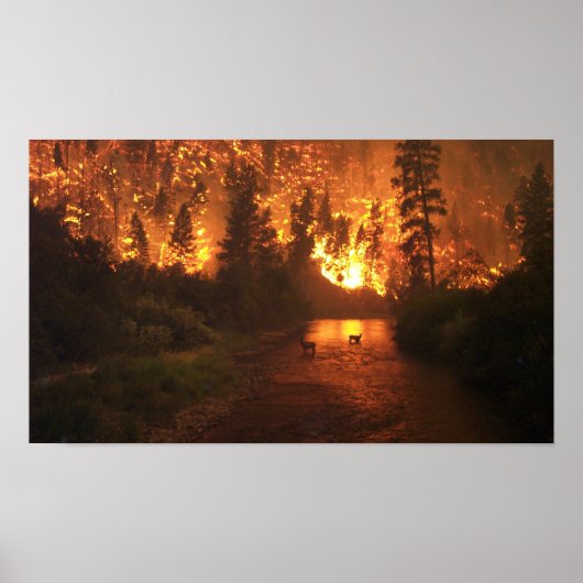 Poster Feu de forêt - Cerf (Devant)