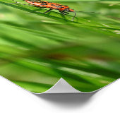 Poster Feuerwanzen im Gras (Coin)