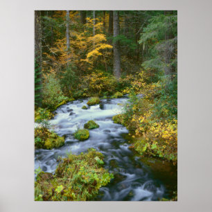 Poster Feuillage d'automne et bordure de sapin de Douglas