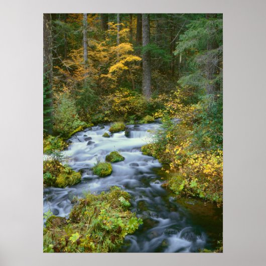 Poster Feuillage d'automne et bordure de sapin de Douglas (Devant)