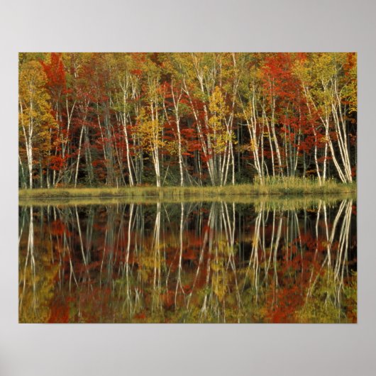Poster Feuillage d'automne et reflets de bouleau; Hiawath (Devant)