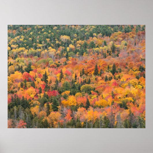 Poster Feuillage d'automne | La péninsule de Keweenaw, Mi (Devant)