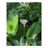 Poster Feuillage et blanc Calla Lily brillant (Devant)