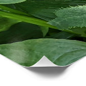 Poster Feuillage et blanc Calla Lily brillant (Coin)