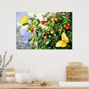 Poster Feuillage, Fleurs et Fruits de Pitanga, Jamaïque