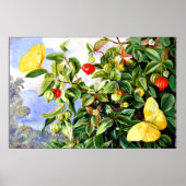 Poster Feuillage, Fleurs et Fruits de Pitanga, Jamaïque (Devant)