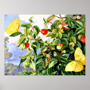 Poster Feuillage, fleurs et fruits du Pitanga - Jamaïque