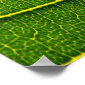 Poster feuille (Coin)