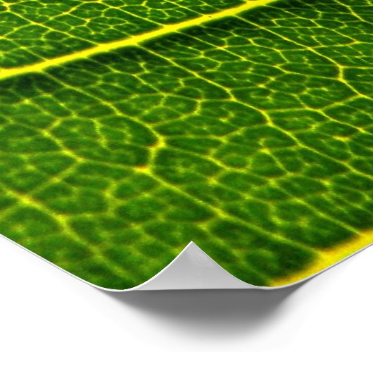 Poster feuille (Coin)