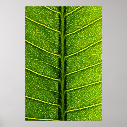 Poster feuille (Devant)