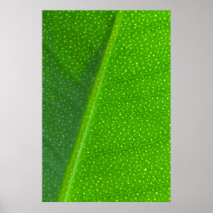 Poster Feuille