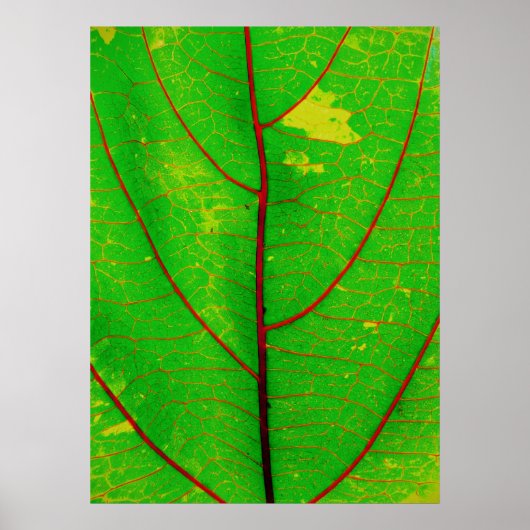 Poster feuille (Devant)