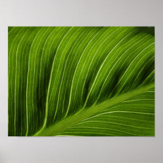 Poster Feuille