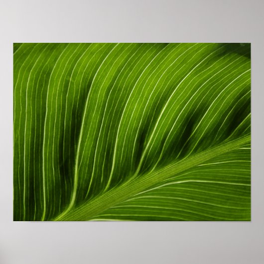 Poster Feuille (Devant)