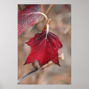 Poster Feuille