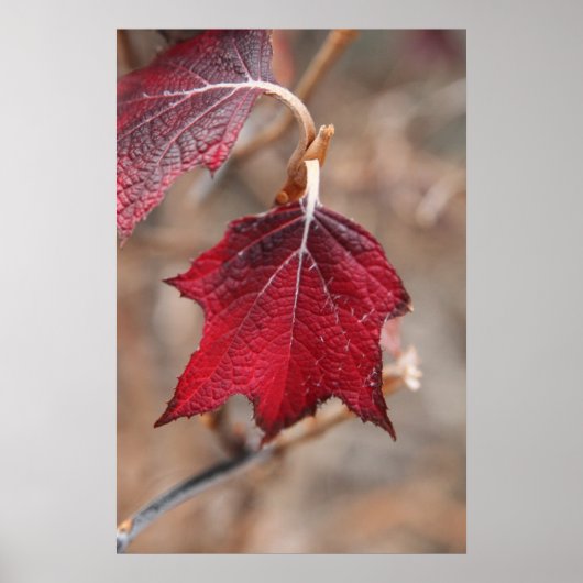 Poster Feuille (Devant)