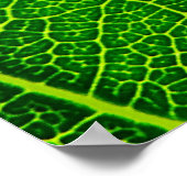 Poster Feuille (Coin)