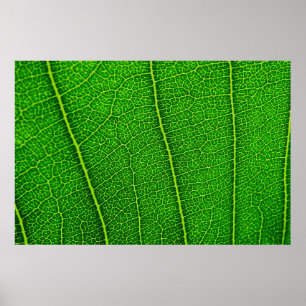 Poster Feuille