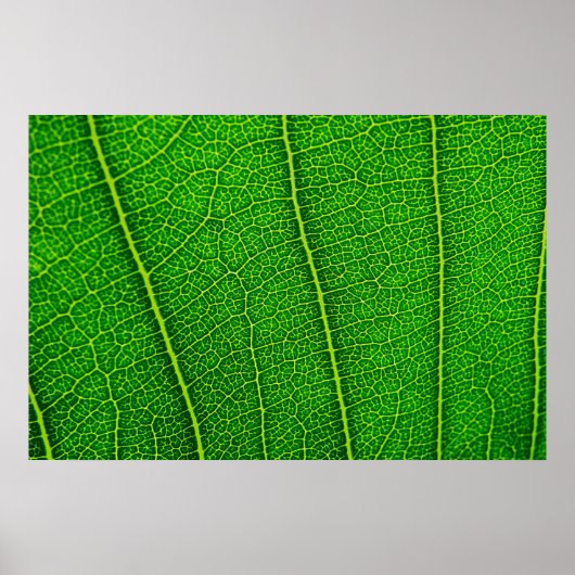 Poster Feuille (Devant)
