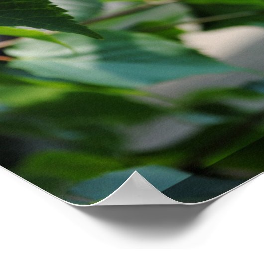Poster Feuille arbre (Coin)
