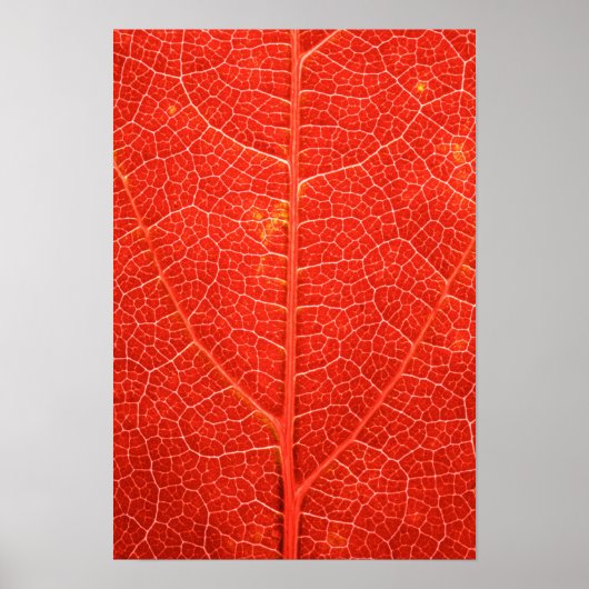 Poster Feuille automnale (Devant)
