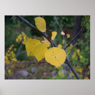 Poster Feuille d'Aspen