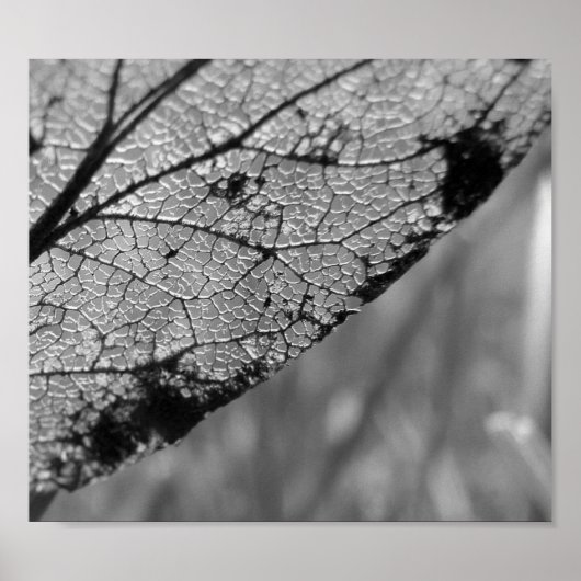 Poster Feuille d'automne 2 - B&W (Devant)