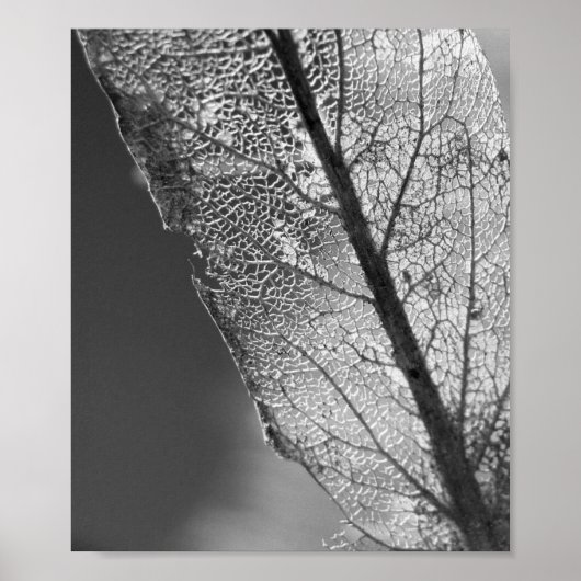 Poster Feuille d'automne - B&W (Devant)