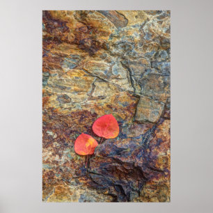 Poster Feuille d'automne sur rocher, Californie