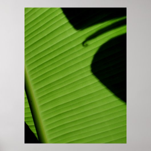 Poster Feuille de banane hawaïenne (Devant)