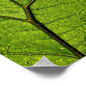 Poster Feuille de beurre verte (Coin)
