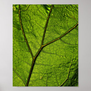 Poster Feuille de beurre verte