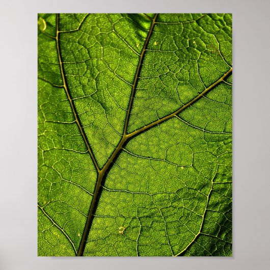 Poster Feuille de beurre verte (Devant)
