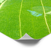 Poster Feuille de Calla avec gouttes de rosée gros plan (Coin)