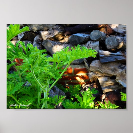 Poster Feuille de Citronnelle Rustique (Devant)