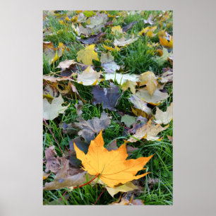 Poster feuille de couleur ambre