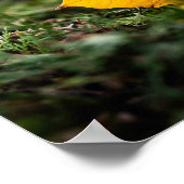 Poster Feuille de érable jaune lumineuse sur branches de (Coin)