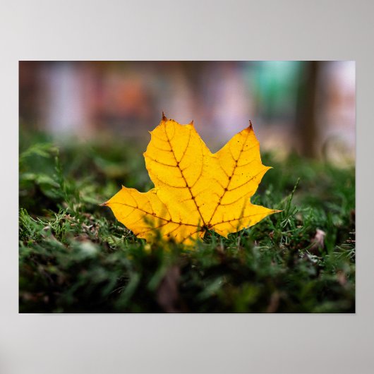 Poster Feuille de érable jaune lumineuse sur branches de (Devant)