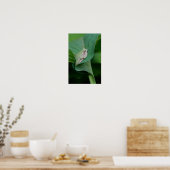 Poster Feuille de Hosta verte et grenouille (Cuisine)