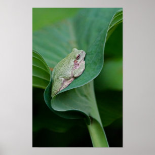 Poster Feuille de Hosta verte et grenouille
