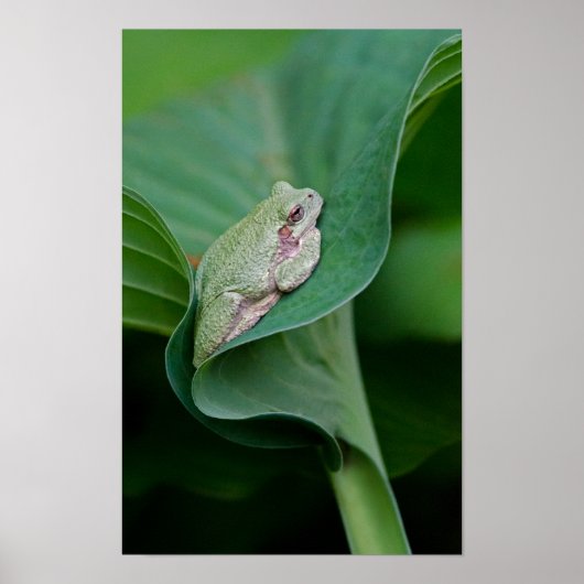 Poster Feuille de Hosta verte et grenouille (Devant)
