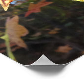 Poster Feuille de Liquidambar Glowing dans la Forêt (Coin)